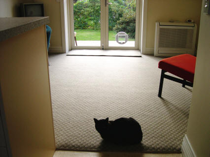 Claudio has found the carpeted bit in the lounge/dining area - with handy cat door.