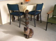 And did we mention Claudio has also found the dining table?